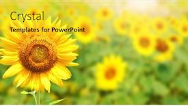  Presentation with bright yellow - PPT layouts featuring bright-yellow-sunflowers-on-green background and a yellow colored foreground