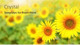  Presentation with bright yellow - Amazing slide set having bright-yellow-sunflowers-on-green backdrop and a yellow colored foreground