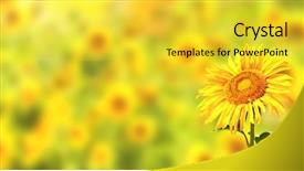  Presentation with turquoise and yellow - Theme enhanced with bright yellow sunflowers on yellow background and a yellow colored foreground