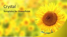  Presentation with bright yellow - Beautiful slide deck featuring bright yellow sunflowers on yellow backdrop and a yellow colored foreground