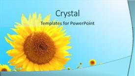  Presentation with sunflowers - Theme enhanced with bright yellow sunflowers background and a cool aqua colored foreground