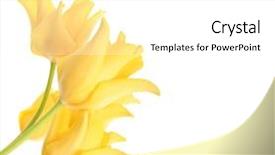  Presentation with bright yellow - Cool new presentation theme with bright yellow tulips isolated backdrop and a white colored foreground
