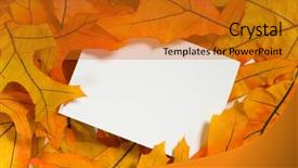  Presentation with maple - Colorful slides enhanced with brightly colored autumn or fall maple leaves surrounding a blank white notecard add your own text or copy backdrop and a gold colored foreground