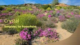  Presentation with south africa - Theme featuring brightly-colored-spring-wildflowers-namaqualand background and a  colored foreground