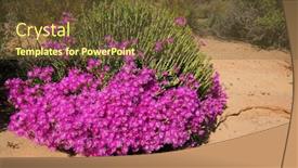  Presentation with south africa - Slide deck having brightly-colored-spring-wildflowers-namaqualand background and a  colored foreground