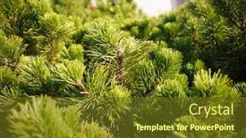  Presentation with pine - PPT theme enhanced with brightly green prickly branches of pine close up of a green pine tree background from branches of a natural fur-tree closeup of christmas-tree background detailed christmas tree branches background and a tawny brown colored foreground