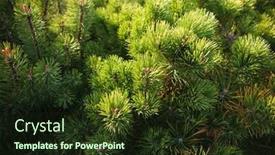  Presentation with pine - Colorful theme enhanced with brightly-green-prickly-branches backdrop and a wine colored foreground