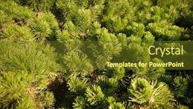  Presentation with pine - Amazing theme having brightly-green-prickly-branches backdrop and a tawny brown colored foreground