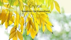  Presentation with florida power and light - Beautiful slide set featuring brightly-light-autumn-wisteria-foliage backdrop and a yellow colored foreground