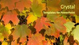  Presentation with fall-leaves - Amazing presentation theme having brilliant fall background of maple leaves backdrop and a tawny brown colored foreground