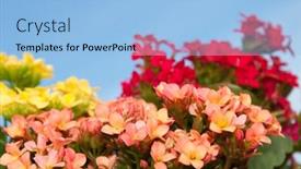  Presentation with red blue yellow - Slides featuring brilliant red yellow and salmon colored blooms of flaming katy christmas kalanchoe against clear blue skies background and a light blue colored foreground
