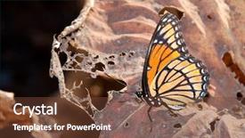  Presentation with water lily - Beautiful theme featuring physical activity - large group of multiethnic children backdrop and a light gray colored foreground