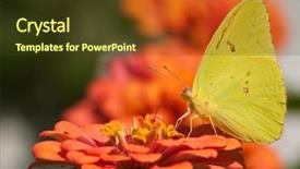  Presentation with orange butterfly - Amazing PPT theme having brilliant yellow cloudless sulphur butterfly backdrop and a  colored foreground