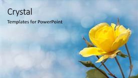  Presentation with rose yellow - PPT theme with brilliant yellow rose against deep background and a light blue colored foreground
