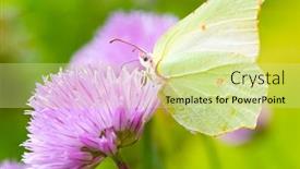  Presentation with butterfly - Amazing presentation theme having brimstone-butterfly-on-a-chive backdrop and a yellow colored foreground