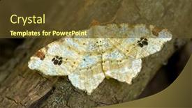 Presentation with moth - PPT theme having brimstone-moth-opisthograptis-luteolata background and a tawny brown colored foreground