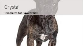  Presentation with blue - PPT layouts with brindle-french-bulldog-blue-eyed background and a light gray colored foreground