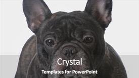  Presentation with portrait of excited overjoyed female - Audience pleasing slides consisting of brinicle - brindle french bulldog female portrait backdrop and a dark gray colored foreground