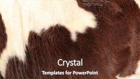  Presentation with hide - Theme with brinicle - brindled cow hide close up background and a tawny brown colored foreground