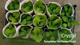  Presentation with old newspaper - Presentation design featuring brinjal - some seedlings rolled up background and a tawny brown colored foreground