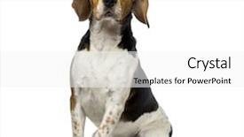  Presentation with 4 years old children and doctor - Amazing slides having briquettes - beagle 3 years old backdrop and a  colored foreground