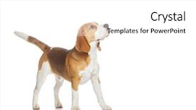  Presentation with puppy - Audience pleasing slide deck consisting of briquettes - beagle puppy isolated on white backdrop and a white colored foreground