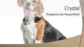 Presentation with white - Audience pleasing slides consisting of briquettes - beagle sitting and panting isolated backdrop and a white colored foreground