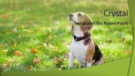  Presentation with green - PPT theme consisting of briquettes - beagle sitting in green grass background and a yellow colored foreground