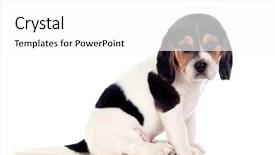  Presentation with brown - Slide set enhanced with briquettes - beautiful beagle puppi brown background and a white colored foreground