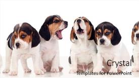  Presentation with sitting teddy bear isolated - Theme enhanced with briquettes - eight beautiful beagle puppies isolated background and a lemonade colored foreground
