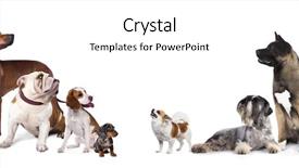  Presentation with dogs - Colorful slide set enhanced with briquettes - group of dogs backdrop and a white colored foreground