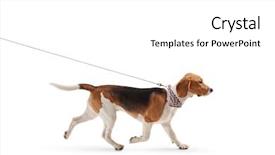  Presentation with beagle dog - Colorful slide set enhanced with briquettes - profile shot of a beagle backdrop and a white colored foreground