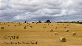 Presentation with hay field - Presentation consisting of briquettes of dry hay in a field in the north of france background and a gold colored foreground