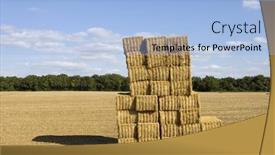  Presentation with hay field - Amazing PPT layouts having briquettes of dry hay in a field in the north of france backdrop and a light blue colored foreground