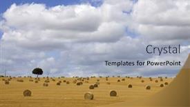  Presentation with hay field - PPT theme enhanced with briquettes of dry hay in a field in the north of france background and a light blue colored foreground