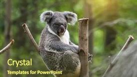  Presentation with branch - Beautiful theme featuring koala on tree sunlight backdrop and a tawny brown colored foreground