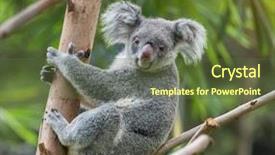  Presentation with branch - Theme having koala on tree sunlight background and a tawny brown colored foreground