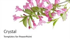  Presentation with pink flowers - Presentation featuring bristol - pink weigela flowers isolated background and a  colored foreground