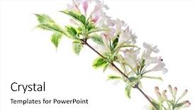  Presentation with bristol - Audience pleasing presentation theme consisting of bristol - white-pink weigela flowers isolated backdrop and a  colored foreground