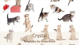  Presentation with cats - Amazing slide deck having british baby cats collection isolated backdrop and a lemonade colored foreground