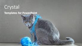  Presentation with yarn - Audience pleasing theme consisting of playing with ball of yarn backdrop and a gray colored foreground