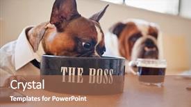  Presentation with bowl - PPT theme having british bulldog - dog dressed as businessmen eating background and a coral colored foreground