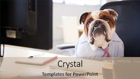  Presentation with british - Colorful presentation enhanced with british bulldog dressed as businessman backdrop and a mint green colored foreground