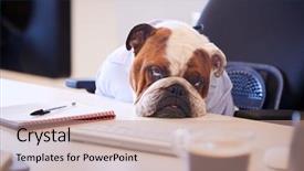  Presentation with british rugby - Presentation theme consisting of british bulldog dressed as businessman background and a coral colored foreground