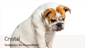 Presentation with english bulldog - Cool new slides with british bulldog english bulldog 10 backdrop and a lemonade colored foreground