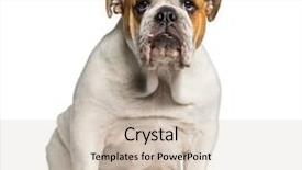  Presentation with english alphabet set in old - Presentation design enhanced with british bulldog english bulldog 10 background and a soft green colored foreground