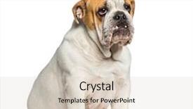  Presentation with english bulldog - Amazing slide deck having british bulldog english bulldog 10 backdrop and a lemonade colored foreground