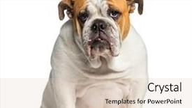  Presentation with english bulldog - Audience pleasing slide set consisting of british bulldog english bulldog 10 backdrop and a soft green colored foreground