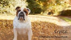  Presentation with british in india - Theme having british bulldog sitting by path background and a  colored foreground