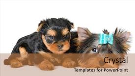  Presentation with british - Amazing PPT layouts having british cat in the santa hat backdrop and a coral colored foreground